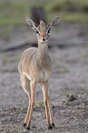 dik-dik - Female Kirk's dik dik (Kirk's dikdik) (Madoqua kirkii), Serengeti National Park, Tanzania, East Africa, Africa Foto de stock - Con derechos protegidos, Código: 841-05961061