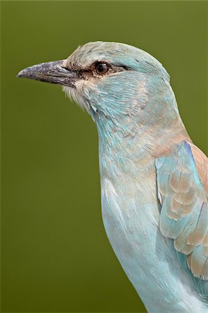simsearch:841-05961075,k - European roller (Coracias garrulus), Kruger National Park, South Africa, Africa Fotografie stock - Rights-Managed, Codice: 841-05961077