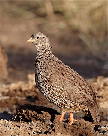 simsearch:841-05961151,k - Natal francolin (Pternistes natalensis), Kruger National Park, South Africa, Africa Stock Photo - Rights-Managed, Code: 841-05961078