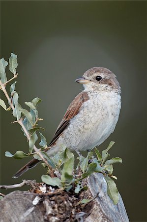 simsearch:841-05962036,k - Female Red-backed shrike (Lanius collurio), Kruger National Park, South Africa, Africa Foto de stock - Direito Controlado, Número: 841-05961071