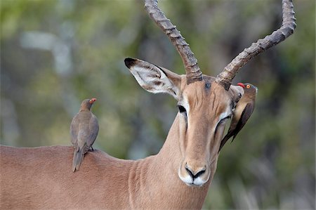 simsearch:841-05961109,k - Male impala (Aepyceros melampus) with two red-billed oxpeckers (Buphagus erythrorhynchus), Kruger National Park, South Africa, Africa Stock Photo - Rights-Managed, Code: 841-05961095