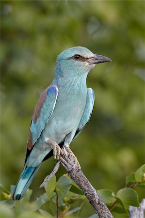 Europeanroller (Coracias garrulus), Kruger National Park, South Africa., Africa Stock Photo - Rights-Managed, Code: 841-05961091