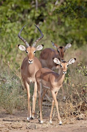 Mâles et femelles impala (Aepyceros melampus), Parc National de Kruger, Afrique du Sud, Afrique Photographie de stock - Rights-Managed, Code: 841-05961093