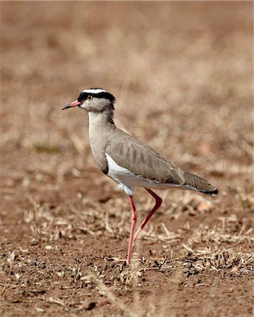 simsearch:841-05961166,k - Crowned plover (crowned lapwing) (Vanellus coronatus), Kruger National Park, South Africa, Africa Stock Photo - Rights-Managed, Code: 841-05961104