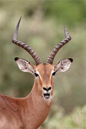 Impala (Aepyceros melampus) buck à mâcher ses cud, Kruger National Park, Afrique du Sud, Afrique Photographie de stock - Rights-Managed, Code: 841-05961106