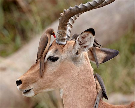 Impala (Aepyceros melampus) buck with red-billed oxpecker (Buphagus erythrorhynchus), Kruger National Park, South Africa, Africa Stock Photo - Rights-Managed, Code: 841-05961107