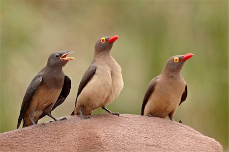 Deux adultes et un immature rouge-Piquebœuf à bec (Buphagus erythrorhynchus) sur l'impala, Kruger National Park, Afrique du Sud, Afrique Photographie de stock - Rights-Managed, Code: 841-05961108