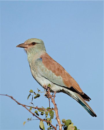 simsearch:841-08059446,k - European roller (Coracias garrulus), Kruger National Park, South Africa, Africa Foto de stock - Con derechos protegidos, Código: 841-05961117