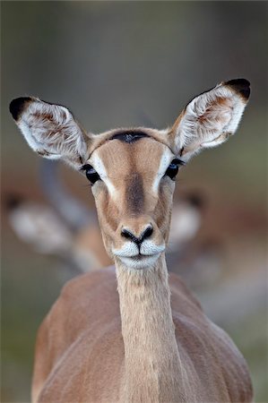 Femelle impala (Aepyceros melampus), Parc National de Kruger, Afrique du Sud, Afrique Photographie de stock - Rights-Managed, Code: 841-05961113