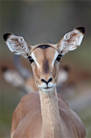 Female impala (Aepyceros melampus), Kruger National Park, South Africa, Africa Foto de stock - Con derechos protegidos, Código: 841-05961113