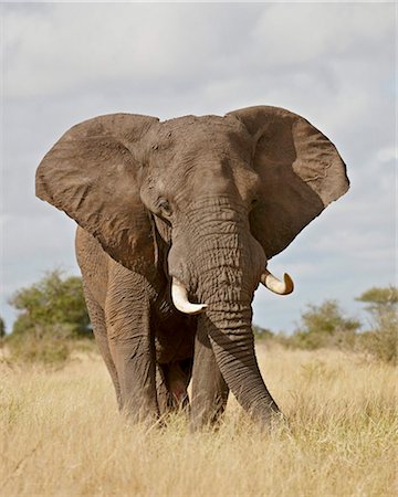 elefante africano - African elephant (Loxodonta africana), Kruger National Park, South Africa, Africa Foto de stock - Con derechos protegidos, Código: 841-05961122