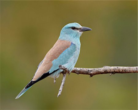 European roller (Coracias garrulus), Kruger National Park, South Africa, Africa Stock Photo - Rights-Managed, Code: 841-05961134