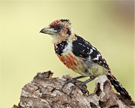 simsearch:841-05961172,k - Crested barbet (Trachyphonus vaillantii), Kruger National Park, South Africa, Africa Foto de stock - Con derechos protegidos, Código: 841-05961138