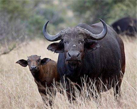 Cape buffalo (African buffalo) (Syncerus caffer) cow and calf, Kruger National Park, South Africa, Africa Stock Photo - Rights-Managed, Code: 841-05961133