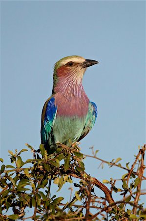 Lilac-breasted roller (Coracias caudata), Kruger National Park, South Africa, Africa Foto de stock - Con derechos protegidos, Código: 841-05961144