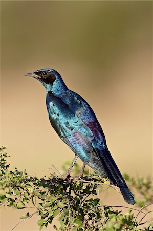 simsearch:841-07590263,k - Supérieure à oreillons bleus Choucador (Lamprotornis chalybaeus), Parc National de Kruger, Afrique du Sud, Afrique Photographie de stock - Rights-Managed, Code: 841-05961145