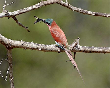 simsearch:841-03674362,k - Carmine Sud Guêpier (Guêpier carmin) (Merops nubicoides) avec un insecte, le Parc National Kruger, Afrique du Sud, Afrique Photographie de stock - Rights-Managed, Code: 841-05961140