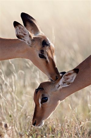 Two young impala (Aepyceros melampus) grooming, Kruger National Park, South Africa, Africa Stock Photo - Rights-Managed, Code: 841-05961156
