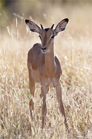 Young impala (Aepyceros melampus) buck, Kruger National Park, South Africa, Africa Foto de stock - Con derechos protegidos, Código: 841-05961157