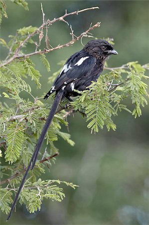 simsearch:841-05960968,k - Long-tailed shrike (magpie shrike) (Corvinella melanoleuca), Kruger National Park, South Africa, Africa Stock Photo - Rights-Managed, Code: 841-05961158