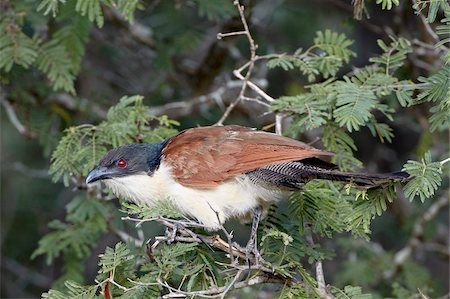 simsearch:841-06342537,k - Burchell's coucal (Centropus burchellii), Kruger National Park, South Africa, Africa Foto de stock - Con derechos protegidos, Código: 841-05961159