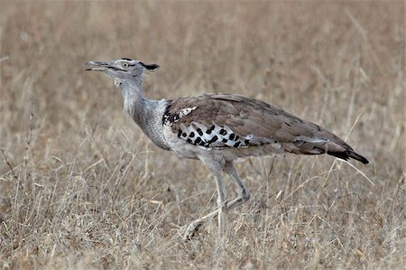 Kori bustard (Ardeotis kori), Kruger National Park, South Africa, Africa Stock Photo - Rights-Managed, Code: 841-05961151