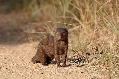 simsearch:841-05961075,k - Dwarf mongoose (Helogale parvula), Kruger National Park, South Africa, Africa Fotografie stock - Rights-Managed, Codice: 841-05961167