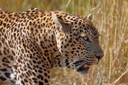 panthère - Male leopard (Panthera pardus), Kruger National Park, South Africa, Africa Foto de stock - Con derechos protegidos, Código: 841-05961162