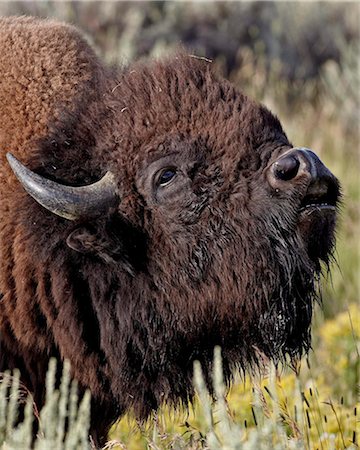 simsearch:841-06499731,k - Bison (Bison bison) bull demonstrating the flehmen response, Yellowstone National Park, Wyoming, United States of America, North America Foto de stock - Con derechos protegidos, Código: 841-05961178
