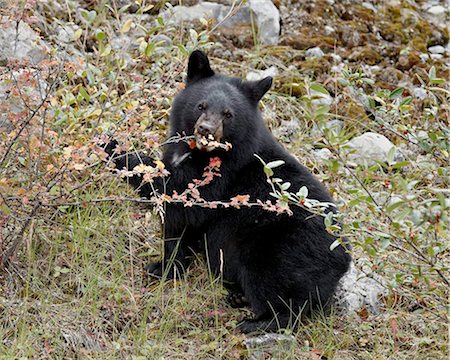 Schwarzbär (Ursus Americanus) Jungtier Essen kanadischen Stachelbeere Beeren, Jasper Nationalpark, Alberta, Kanada, Nordamerika Stockbilder - Lizenzpflichtiges, Bildnummer: 841-05961186