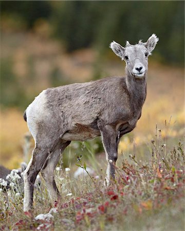 simsearch:841-06342533,k - Agneau Bighorn sheep (Ovis canadensis), Parc Provincial Peter Lougheed, Kananaskis Country, Alberta, Canada, Amérique du Nord Photographie de stock - Rights-Managed, Code: 841-05961194