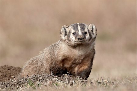 Badger (Taxidea taxus), Custer State Park, South Dakota, United States of America, North America Foto de stock - Direito Controlado, Número: 841-05961207