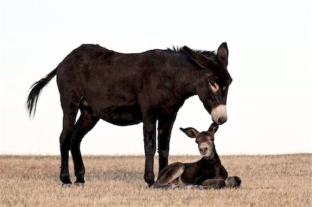 foal - Wild burro (donkey) (Equus asinus) (Equus africanus asinus) jenny biting its foal's ear, Custer State Park, South Dakota, United States of America, North America Stock Photo - Rights-Managed, Code: 841-05961208