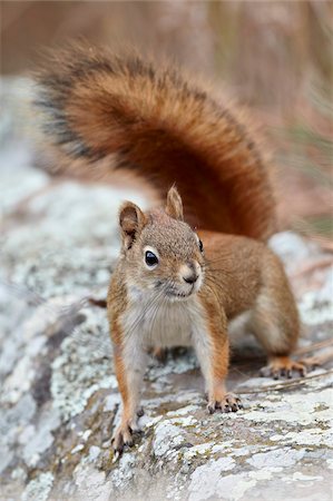 dakota del sur - American red squirrel (red squirrel) (Spruce squirrel) (Tamiasciurus hudsonicus), Custer State Park, South Dakota, United States of America, North America Foto de stock - Con derechos protegidos, Código: 841-05961210