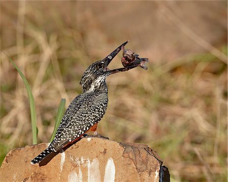 Giant kingfisher (Megaceryle maxima) with a fish, Kruger National Park, South Africa, Africa Stock Photo - Rights-Managed, Code: 841-05961224