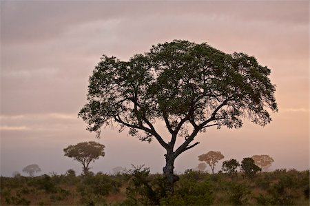 south africa landscape images - Trees in fog at dawn, Kruger National Park, South Africa, Africa Stock Photo - Rights-Managed, Code: 841-05961227