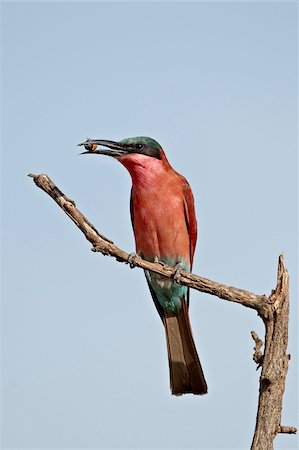 simsearch:841-03674366,k - Guêpier carmin (Sud) (Merops nubicoides) avec un insecte, le Parc National Kruger, Afrique du Sud, Afrique Photographie de stock - Rights-Managed, Code: 841-05961230