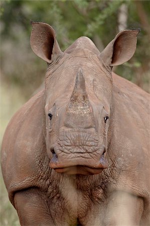 Young white rhinoceros (Ceratotherium simum), Kruger National Park, South Africa, Africa Stock Photo - Rights-Managed, Code: 841-05961232