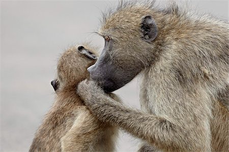 Chacma baboon (Papio ursinus) grooming, Kruger National Park, South Africa, Africa Foto de stock - Con derechos protegidos, Código: 841-05961245