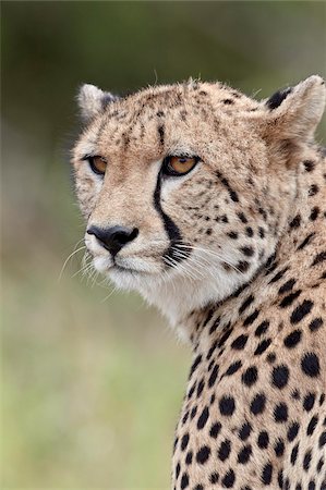 Cheetah (Acinonyx jubatus), Kruger National Park, South Africa, Africa Stock Photo - Rights-Managed, Code: 841-05961247