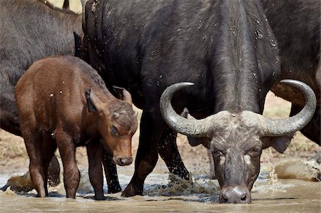 Cape buffalo (African buffalo) (Syncerus caffer) cow and calf drinking, Kruger National Park, South Africa, Africa Foto de stock - Con derechos protegidos, Código: 841-05961243