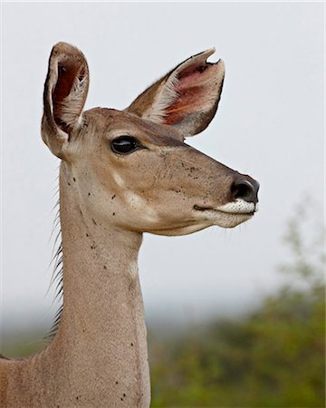 Female greater kudu (Tragelaphus strepsiceros), Kruger National Park, South Africa, Africa Foto de stock - Con derechos protegidos, Código: 841-05961253