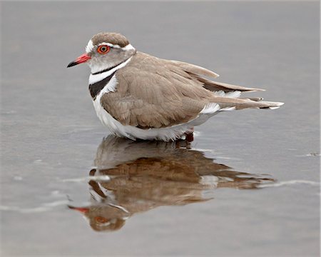 pluvier - Pluvier à triple (Charadrius tricollaris), Parc National de Kruger, Afrique du Sud, Afrique Photographie de stock - Rights-Managed, Code: 841-05961265