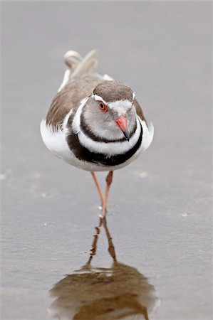 pluvier - Pluvier à triple (Charadrius tricollaris), Parc National de Kruger, Afrique du Sud, Afrique Photographie de stock - Rights-Managed, Code: 841-05961266