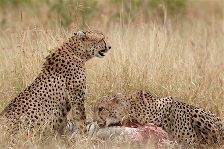 simsearch:841-05961229,k - Two cheetah (Acinonyx jubatus) at a zebra kill, Kruger National Park, South Africa, Africa Stock Photo - Rights-Managed, Code: 841-05961260