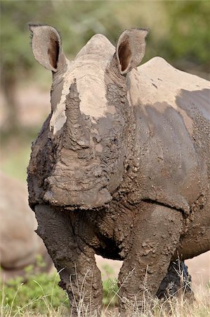 simsearch:841-06446151,k - White rhinoceros (Ceratotherium simum) covered with mud, Imfolozi Game Reserve, South Africa, Africa Stock Photo - Rights-Managed, Code: 841-05961275