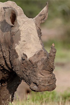 simsearch:841-06446151,k - White rhinoceros (Ceratotherium simum) covered with mud, Imfolozi Game Reserve, South Africa, Africa Stock Photo - Rights-Managed, Code: 841-05961276