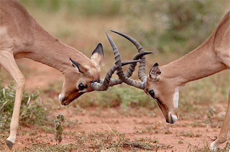 Deux impala (Aepyceros melampus) dollars de sparring, Imfolozi Game Reserve, Afrique du Sud, Afrique Photographie de stock - Rights-Managed, Code: 841-05961284