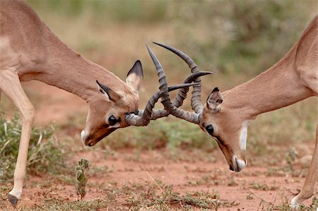 Two impala (Aepyceros melampus) bucks sparring, Imfolozi Game Reserve, South Africa, Africa Foto de stock - Con derechos protegidos, Código: 841-05961284