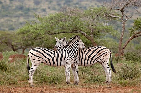 Zèbre de Chapman deux (zèbre des plaines) (Equus burchelli antiquorum), Imfolozi Game Reserve, Afrique du Sud, Afrique Photographie de stock - Rights-Managed, Code: 841-05961286